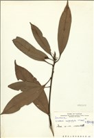 藏品(大香葉樹(大葉釣樟))的圖片